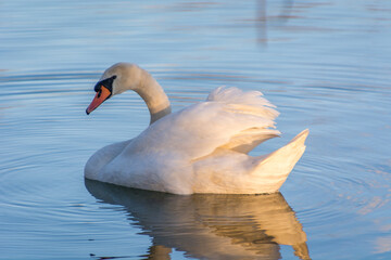 Reflection of white cute swain in lake water on bright summer day