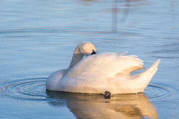 White Swan cleaning itself in pristine lake. Calm waves on clean water surface. Wildlife in nature. Bird photography
