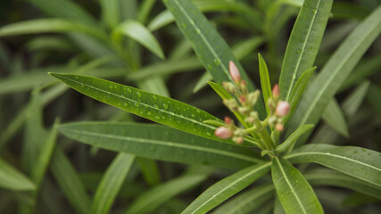 Morning dew pleases the eye. The macro was close, clear and successful. The reflection of greenery always shocks and gives ideas to designers