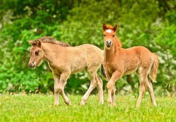 Naklejka na ściany i meble Two cute and awesome little foals of Icelandic horses, a chestnut and a dun coloured one, are playing and grooming together and practice social learning, interaction and behavior in a herd