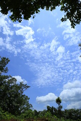 Beautiful sky with trees,palm trees and white clouds