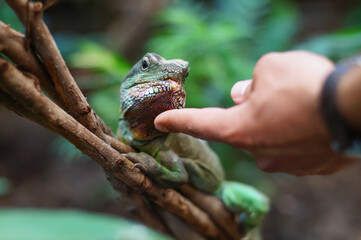 Green lizard hand touching. Contact with nature.