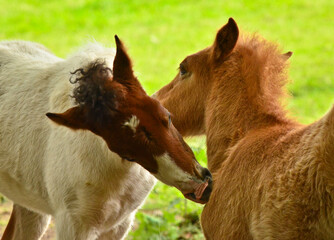 Two cute and awesome little foals of Icelandic horses, a skewbald and a duncolored one, are playing and grooming together and practice social learning, interaction and behavior in a herd