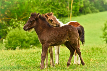 Two cute and awesome little foals of Icelandic horses, a black and a skewbald one, are playing and grooming together and practice social learning, interaction and behavior in a herd
