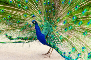 Obraz premium A male peacock with a long green tail feathers in the garden.
