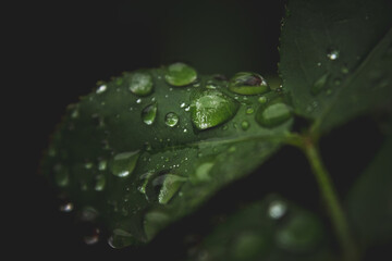 Gotas