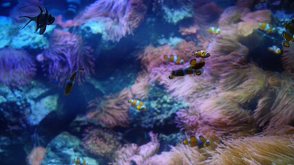 Fototapeta na wymiar underwater view of fish