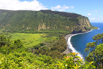 Fototapeta na wymiar Waipio valley lookout in Big Island, Hawaii. The view on the beautiful lush green valley with black sand beach and dark blue sea. Huge cliff in the background, trees in the foreground.