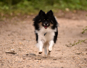 un precioso perro pomerania corriendo