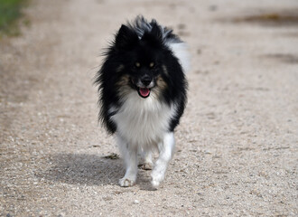 un precioso perro pomerania
