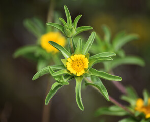 una bonita flor amarilla