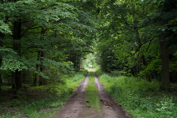 Obraz premium gravel path in the woods