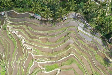 Bali Indonesia valley view of rice Terraces