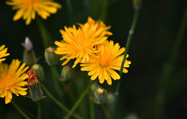 Naklejka premium bonitas flores amarillas
