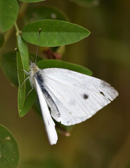 una blanca mariposa