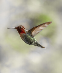 Anna's Hummingbird 2480