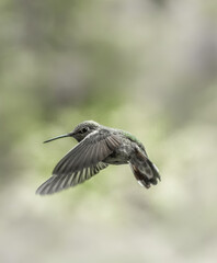 Anna's Hummingbird 6443