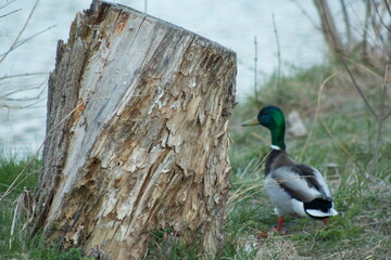 duck near the water