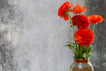 コンクリート壁模様背景のラナンキュラス