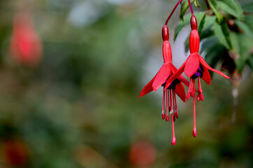 fuchsia In the sun
