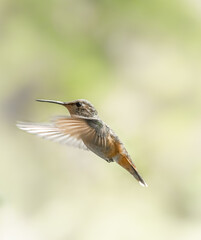 Rufous Hummingbird 9722