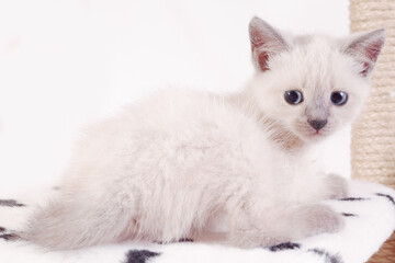 A little tired sad Thai kitten relaxes on the game complex for cats.