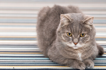 The gray cat rests quietly on the striped carpet