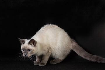 Thai cat on a black background in a pose before jumping