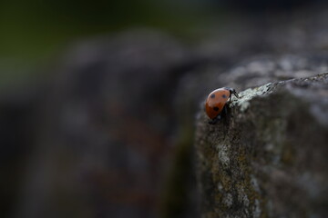 Kleiner Marienkäfer klettert Felswand erreicht erreichen Gipfel