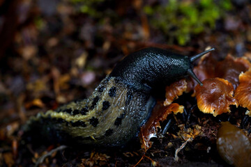 Tigerschnecke schwarze Schnecke Pilze Ekel