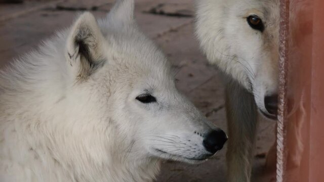 two white wolves sit in the enclosure