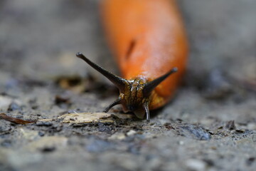 Nahaufnahme Gesicht Nacktschnecke