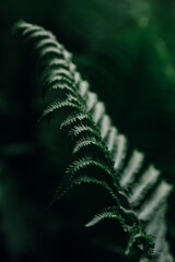 
green dark deep maro fern