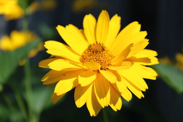 yellow flower in the garden