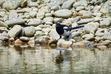 Eurasian Magpie searching for food near river ( Pica Pica )	