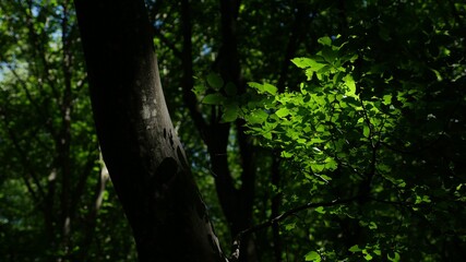 green forest in the morning