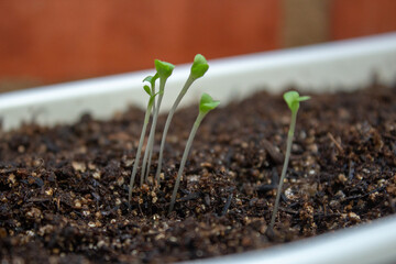Lettuce sprouts on a plastic white pot a feel days after germination