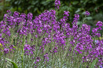 Goldlack 'Bowles Mauve
