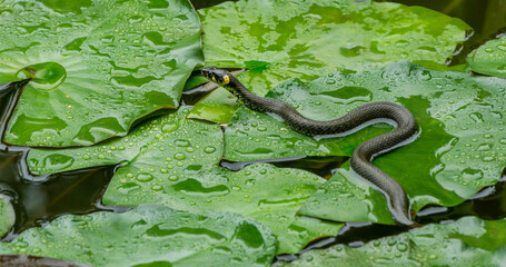 The grass snake (Natrix natrix Persa) ringed or water snake lying on leaves water lily leaves and...