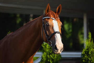 closeup portrait of stunning chestnut budyonny dressage gelding horse posing in black leather...