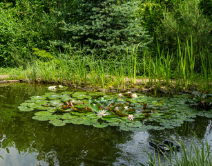 Magical garden pond with blooming water lilies and lotuses. Spruce, tui and other evergreens on shore are reflected in water surface of  pond. Atmosphere of relaxation, tranquility and happiness