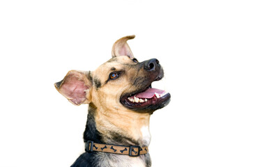 Obraz premium Dog German Sheppard Isolated