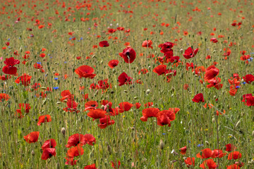 Obraz premium Klatschmohnfeld (Papaver rhoeas)