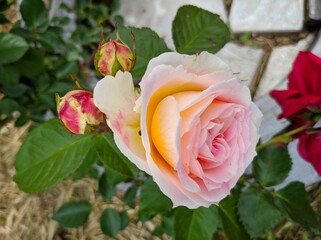 delicate bud of blossoming roses of Cesar variety