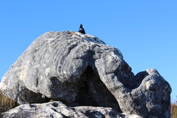 bird sitting on a rock