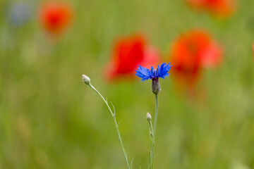 Kornblumen (Cyanus segetum)