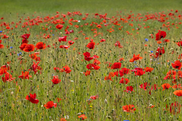 Fototapeta premium Klatschmohnfeld (Papaver rhoeas)