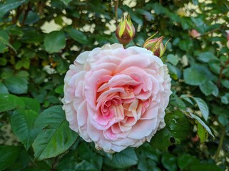 delicate bud of blossoming roses of Cesar variety