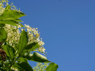 elderberry (Sambucus nigra) flower on a background of blue sky with space for an inscription