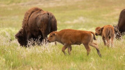 A bison calf walks through green grass behind his mother and another calf in the background.